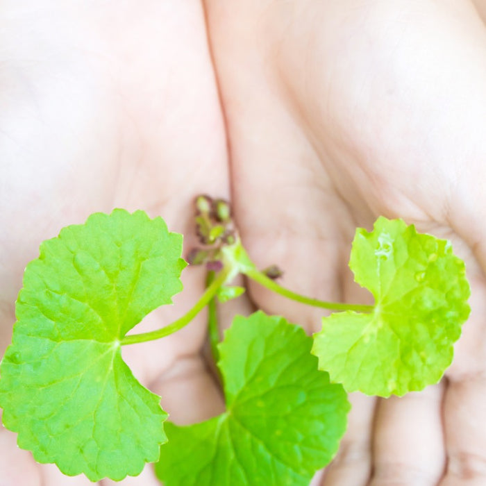 Benefits of Gotu Kola for Your Skin
