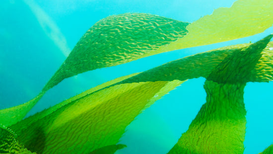How Does Sea Kelp Bioferment Benefit Skin
