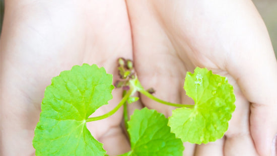 Benefits of Gotu Kola for Your Skin