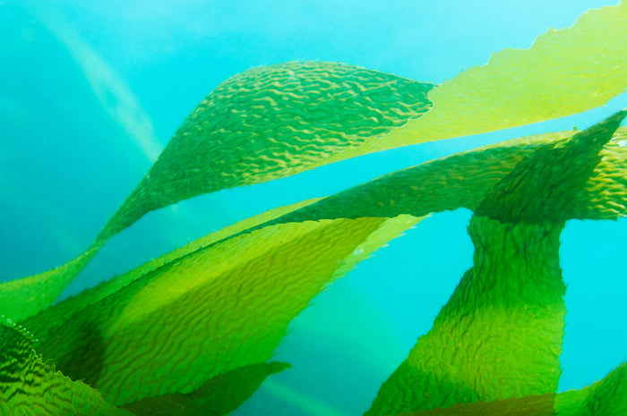 How Does Sea Kelp Bioferment Benefit Skin